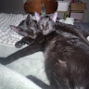 Meet your Posher, Ryleigh